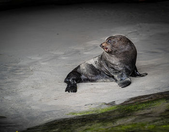 High angle view of seal