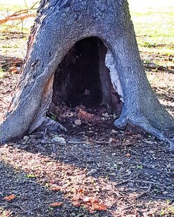 Close-up of tree trunk