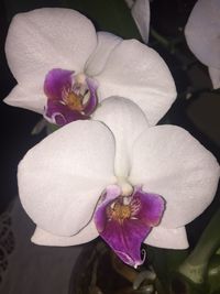Close-up of pink rose flower