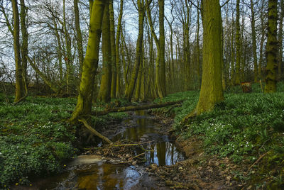 Scenic view of stream amidst trees in forest