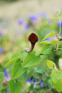 Close-up of plant