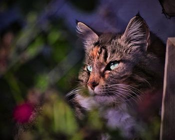 Close-up of cat