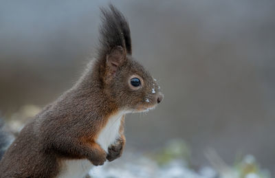 Close-up of squirrel