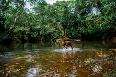 View of a horse in the lake