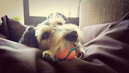 Close-up of dog sleeping on bed