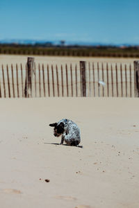 Close-up of dog on beach