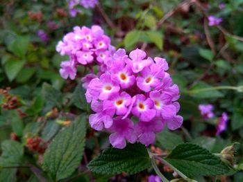 flowering plant