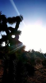 Low angle view of palm trees against clear sky