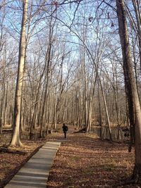 Bare trees in forest