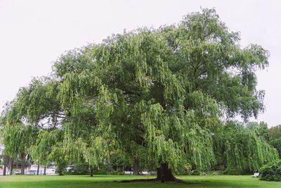 Trees in park against clear sky