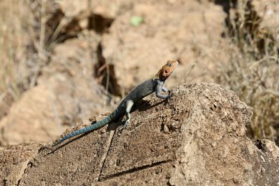 Close-up of lizard