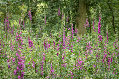 Pink flowering plants in forest