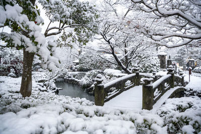 Trees on snow