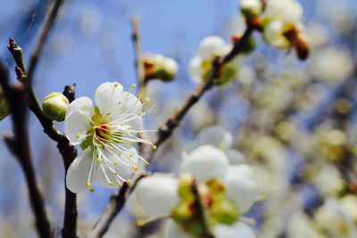 Close-up of cherry blossoms