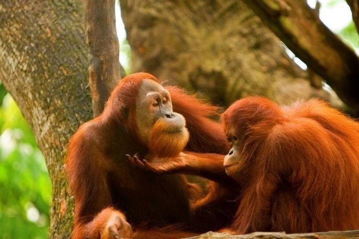 animal themes, mammal, animals in the wild, wildlife, monkey, tree, one animal, two animals, primate, zoo, togetherness, animals in captivity, forest, animal family, sitting, focus on foreground, young animal, nature, brown, day