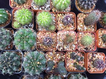 Full frame shot of cactus