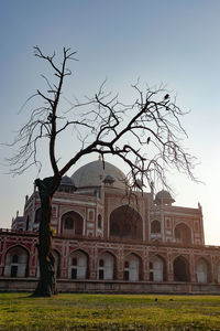 Bare tree by building against sky