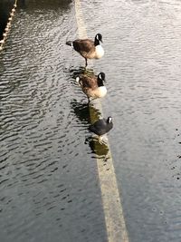 High angle view of ducks in lake