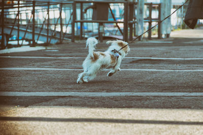 Rear view of dog running
