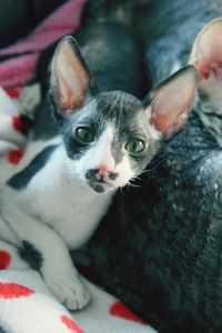 Cornish Rex