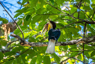 Low angle view of bird perching on branch