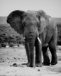 Elephant standing against clear sky