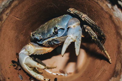 Close-up of crab in container