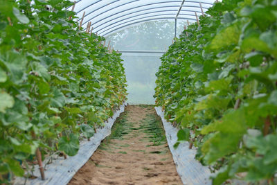 Plants growing in greenhouse