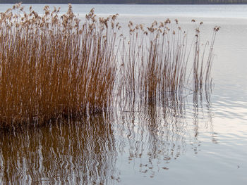 Scenic view of lake during winter