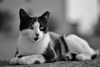 Close-up portrait of cat sitting