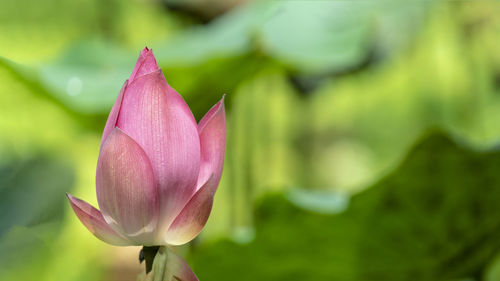 Close-up of pink lotus 