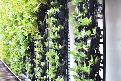 Close-up of plants in plate