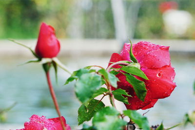 Close-up of red rose in water