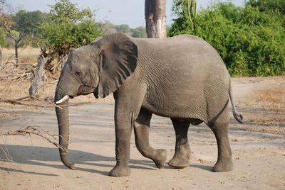 Side view of elephant on sand