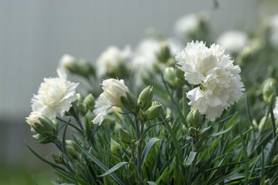 Close-up of white flowering plants on field