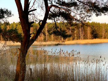 Scenic view of lake in forest against sky