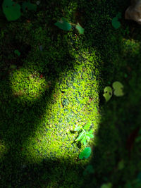 High angle view of green plants