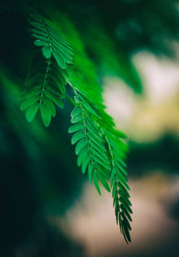 Close-up of fern leaves