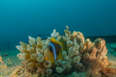 Clownfish in the red sea colorful and beautiful, eilat israel
