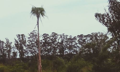 Low angle view of trees against sky