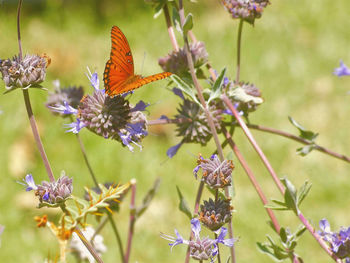 Close-up of butterfly on purple flowers