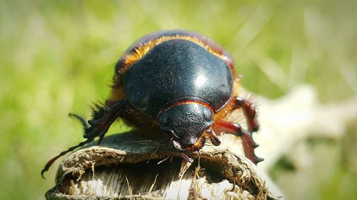 Close-up of insect