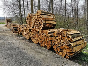 Stack of logs on field in forest