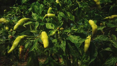 Close-up of green chili pepper plant on field