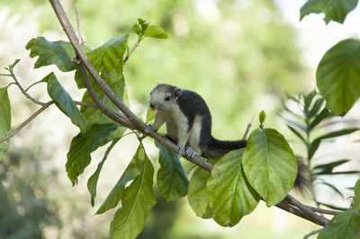 Close-up of bird perching on branch