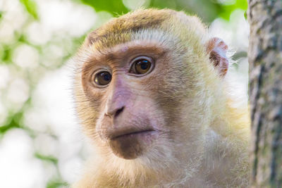 The macaque monkeys of monkey hill, phuket.