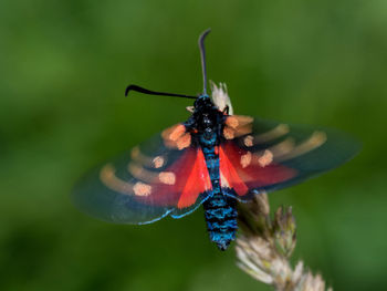 Close-up of butterfly on flower