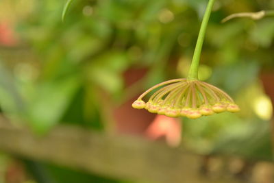 Close-up of flowering plant