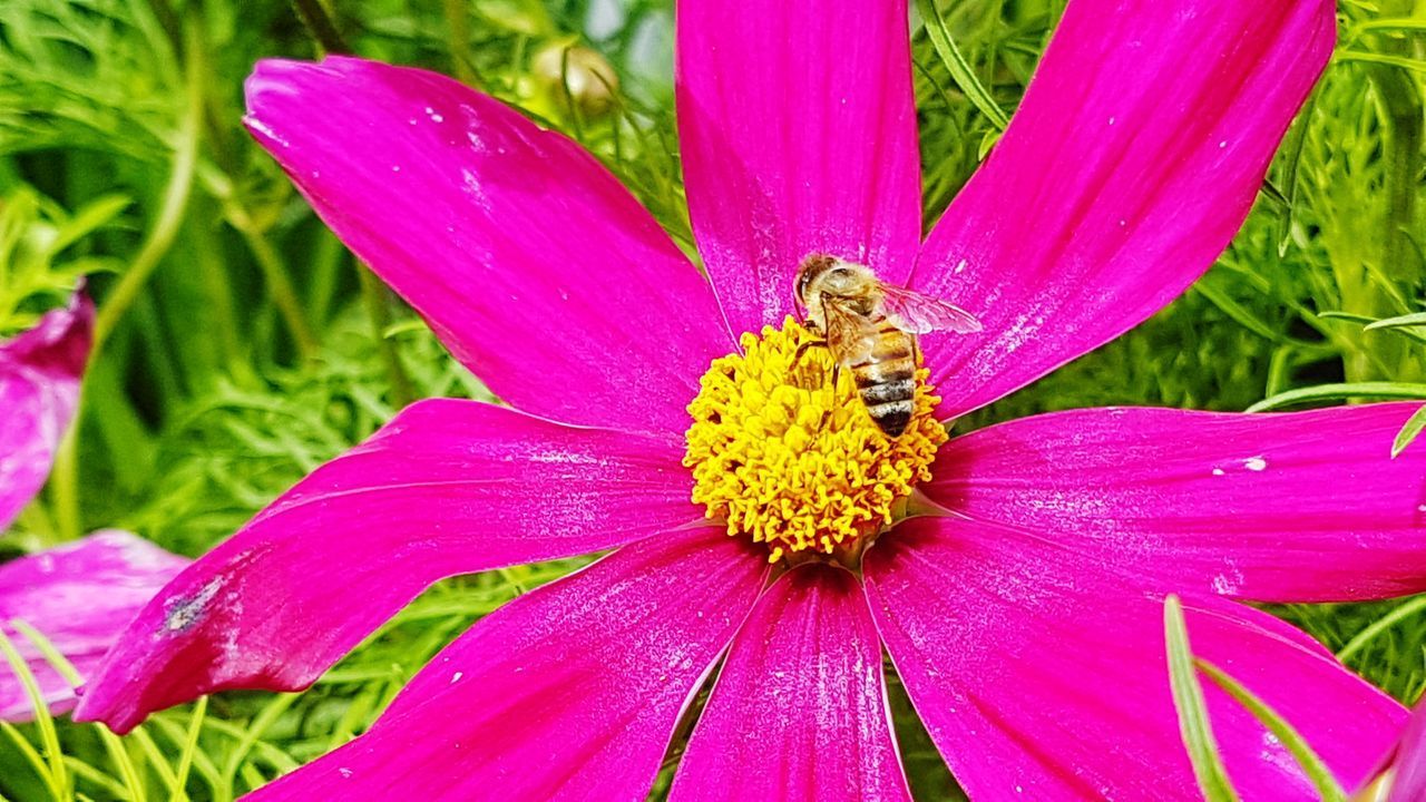 CLOSE-UP OF INSECT ON PINK FLOWER