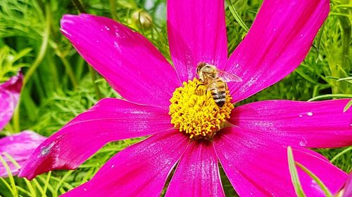 Close-up of honey bee pollinating on pink flower